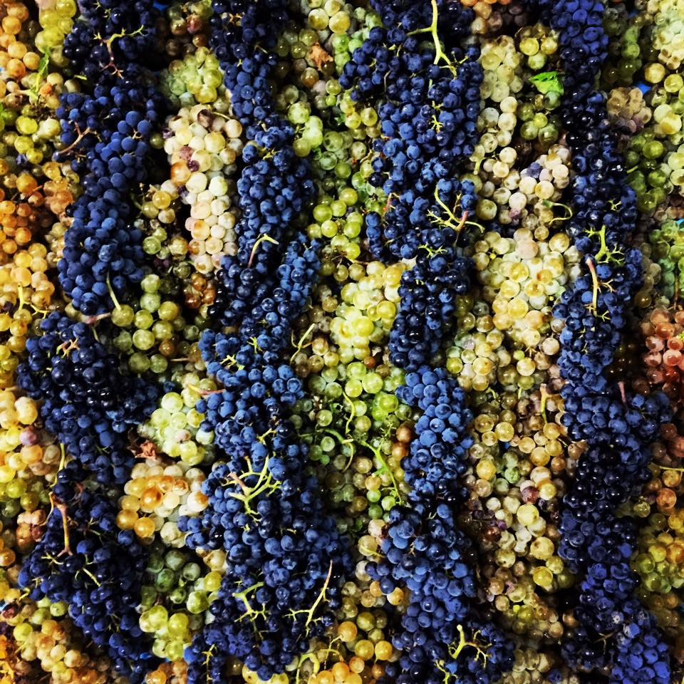 Celler Vall Llach - Harvest