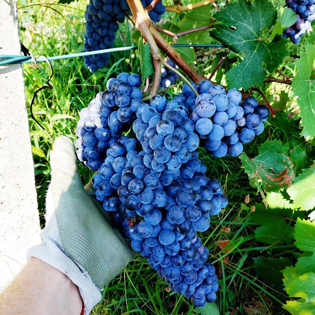 Patrick Roney Pat Roney Winery _ Napa’s Clos Pegase Winery bought by Vintage Wine ...