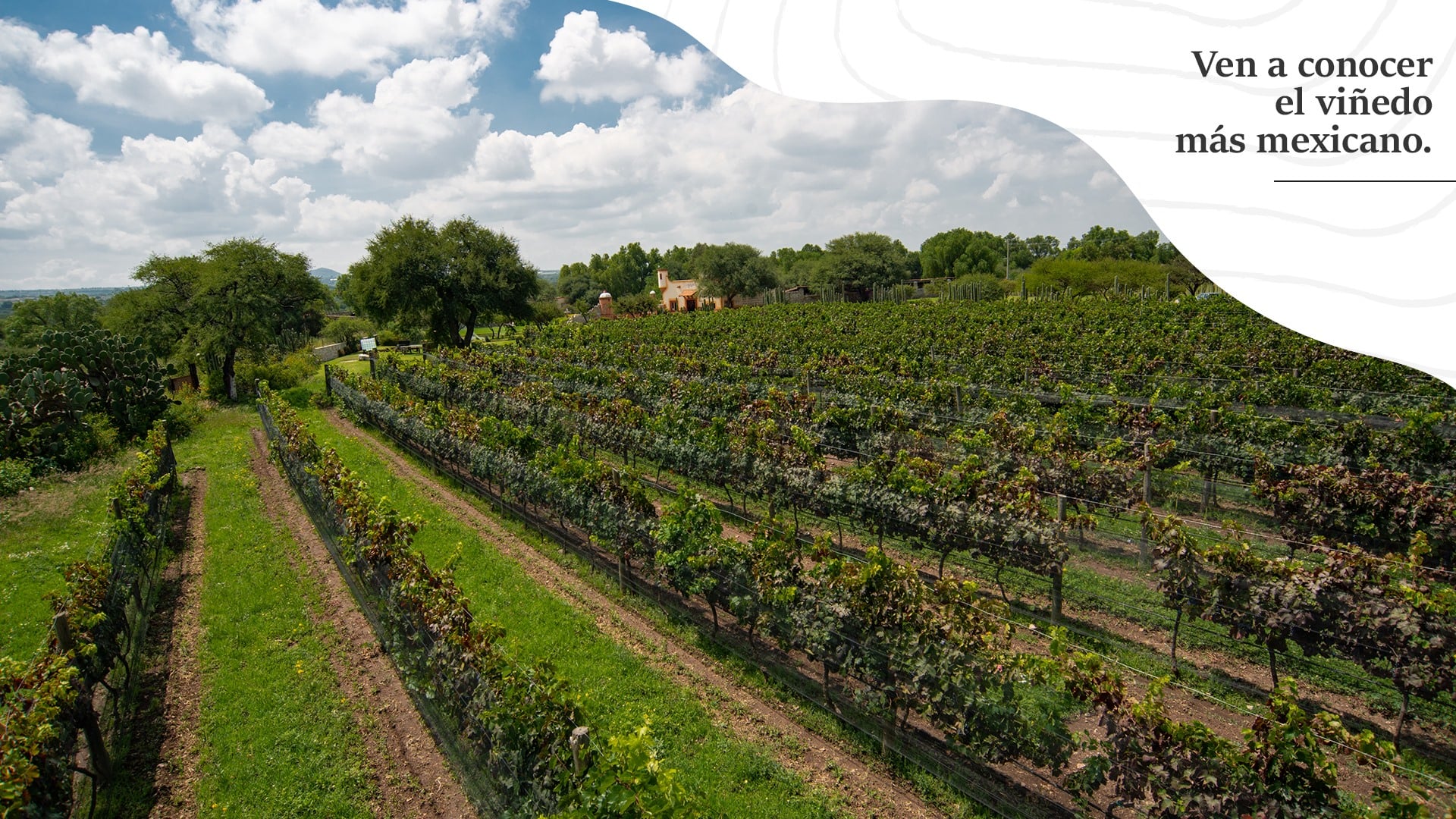 vi-edos-azteca-visit-and-tour-around-azteca-vineyards-at-vi-edos