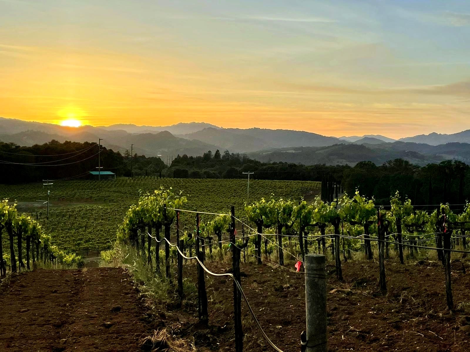 Barraofmendocino Vines