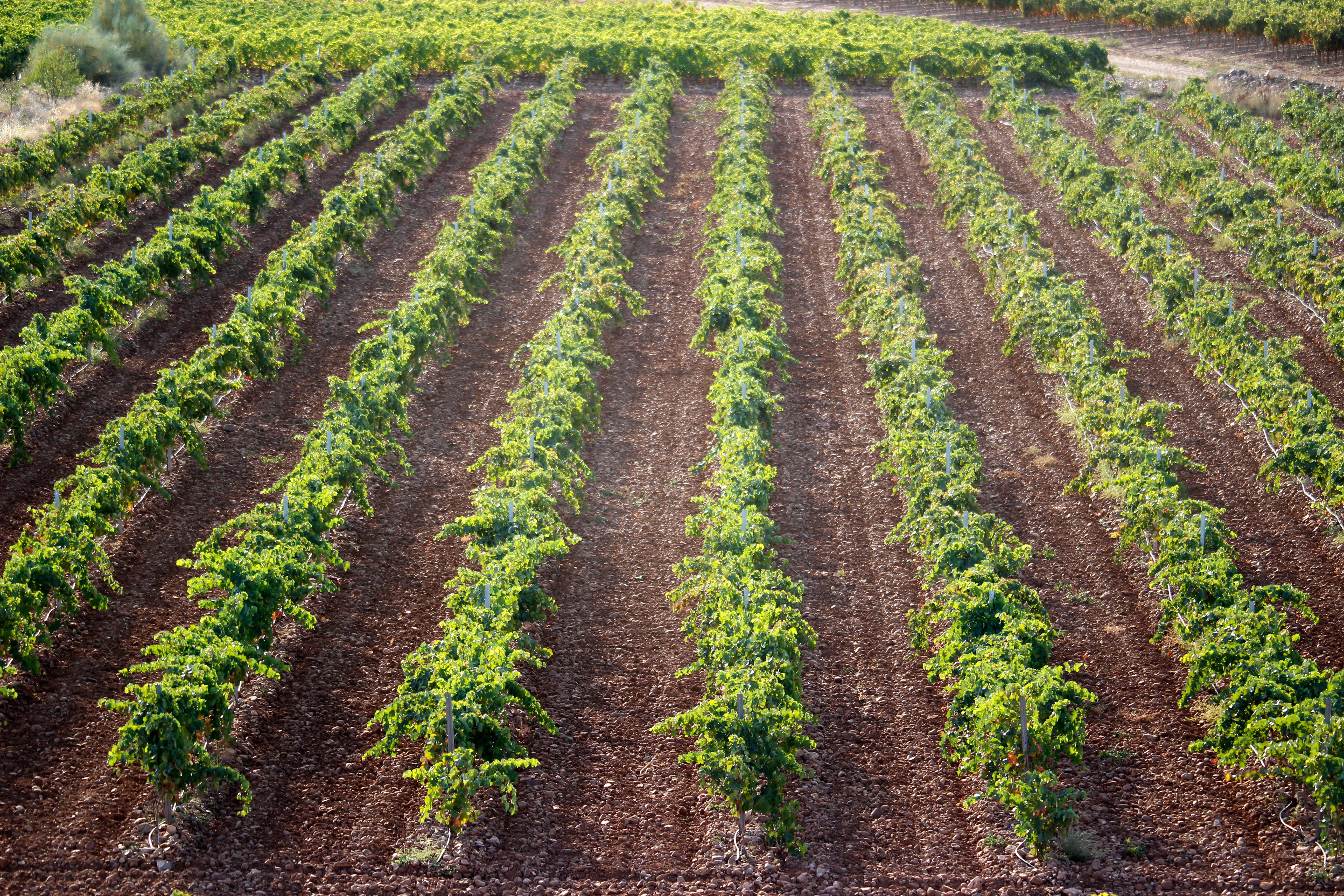 Rioja Oriental