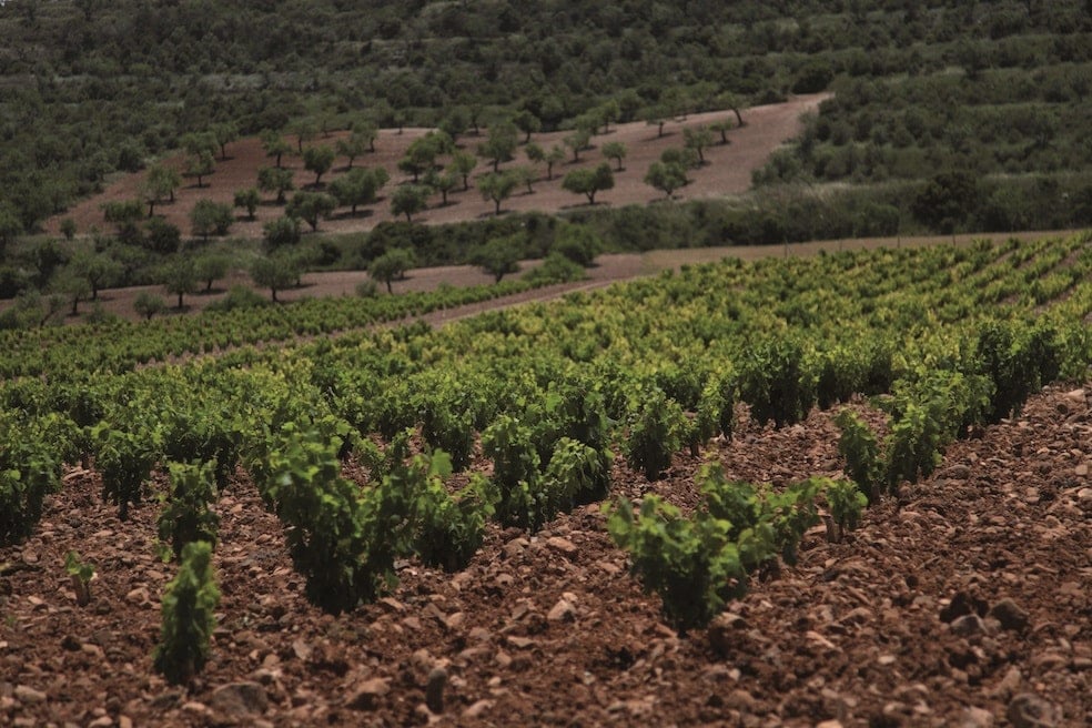 Vi&ntilde;edo Aldeanueva-min