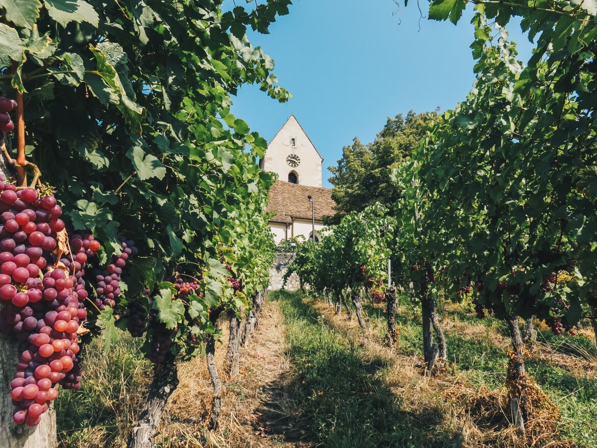Your 2022 guide to Baden Wine Route | Winetourism.com