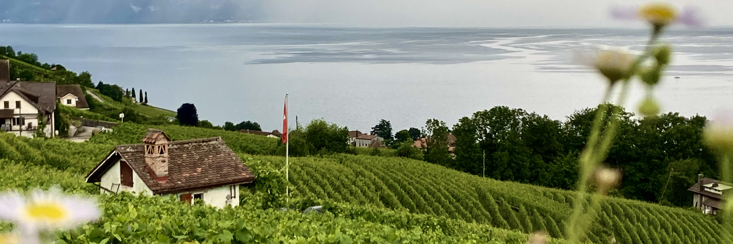 Vine Stories: Lavaux Wine Tasting Walk - Guided Wine Tour in Vaud ...