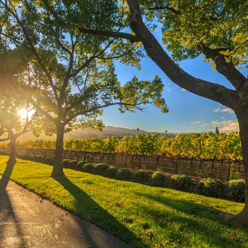 VIP Swan Valley Wine Tour Guided Wine Tour In Western Australia