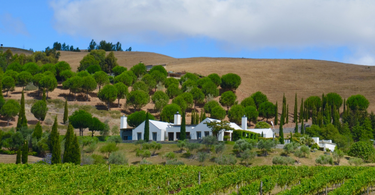 Hawke's Bay wineries 2026: Chardonnay & Syrah | WineTourism.com