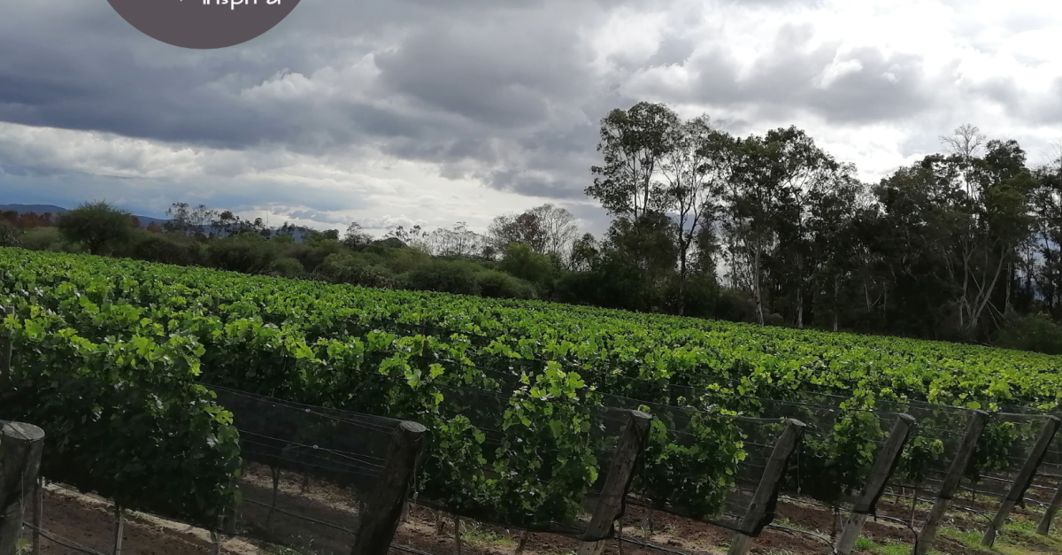 farm-vineyards-and-magical-towns-guided-wine-tour-in-quer-taro