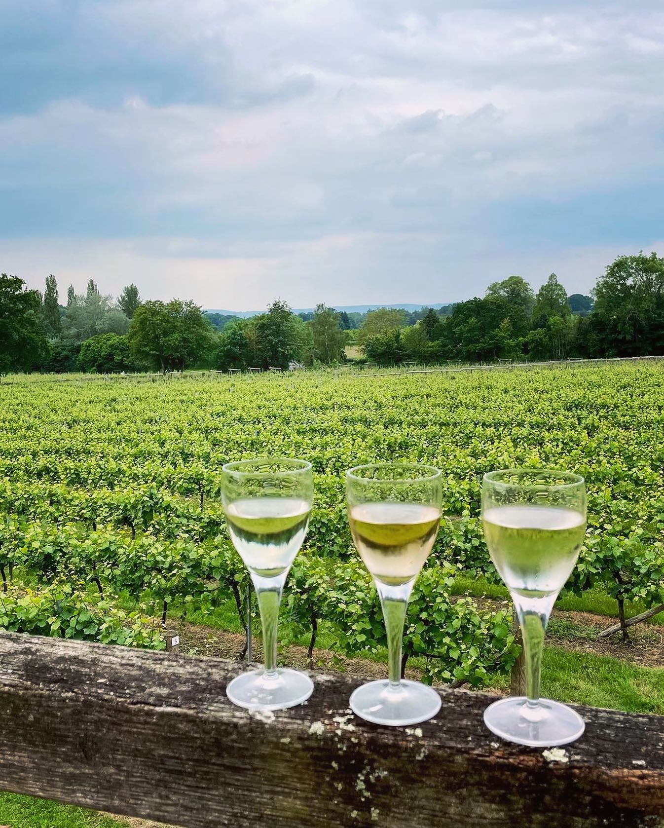 London Wine Tour to Sussex Vineyards in Sussex | WineTourism.com