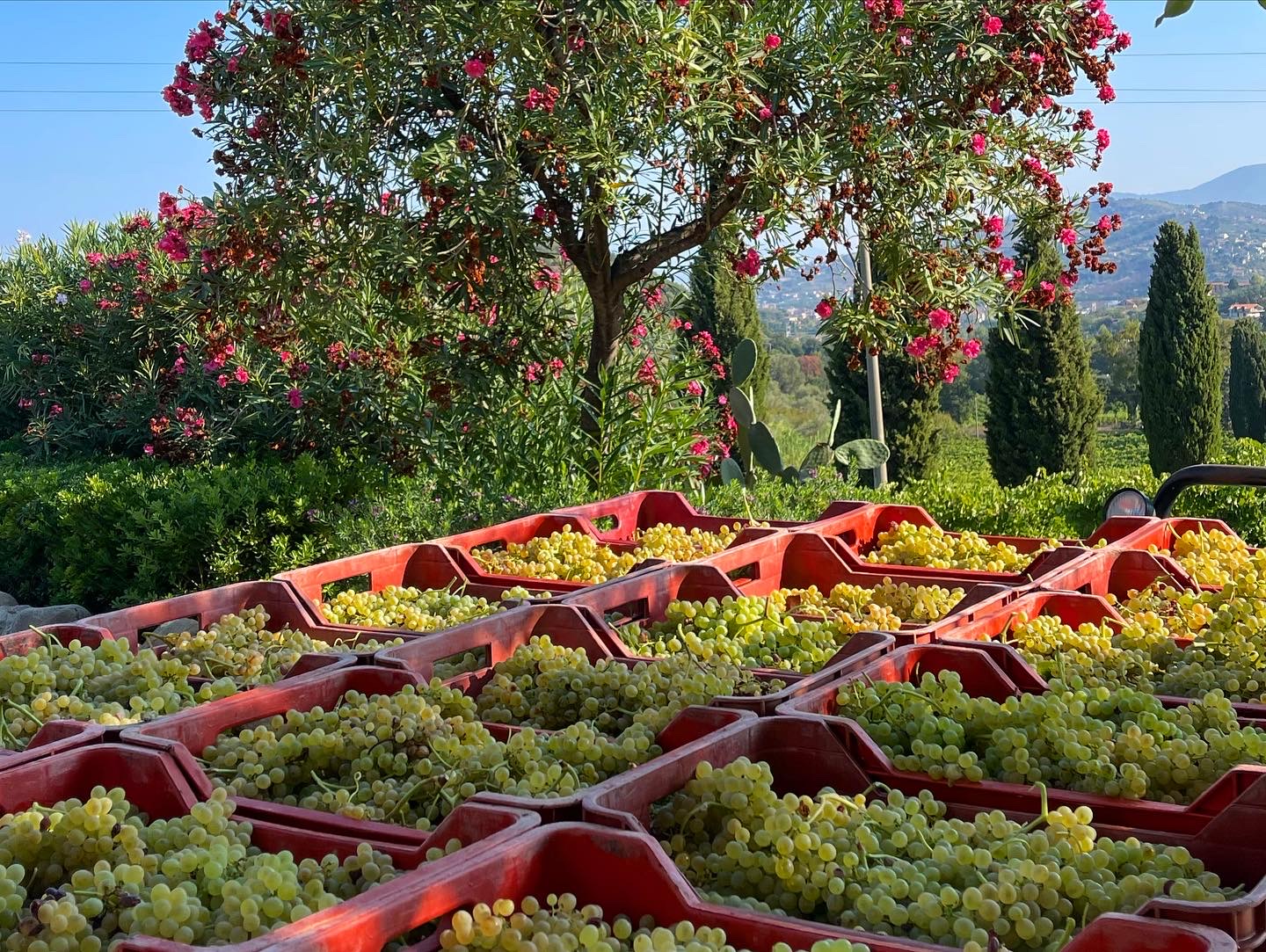 Il classico - Winery Tour and Degustation in Campania | Winetourism.com