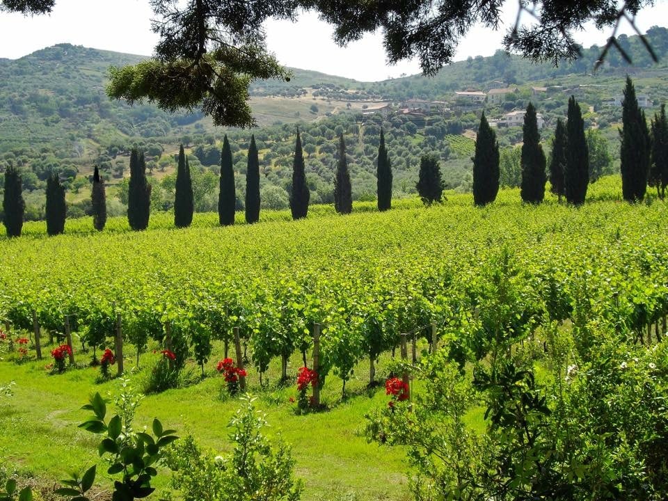 Il classico - Winery Tour and Degustation in Campania | Winetourism.com