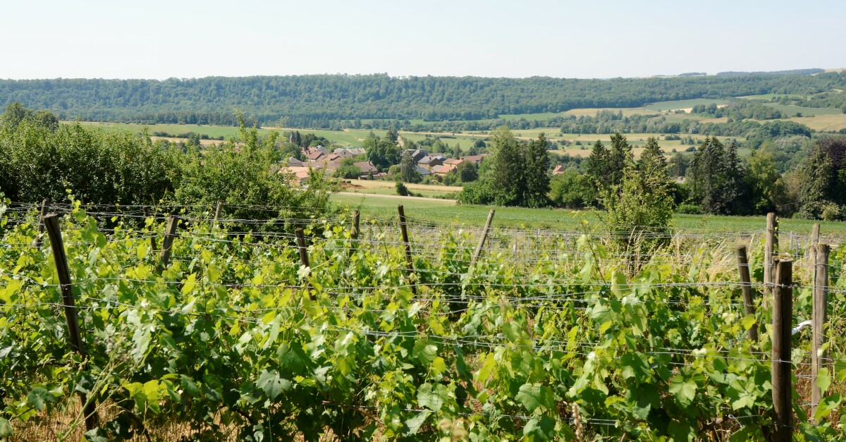 Le Poirier du Loup Winery in Wallonia — free download