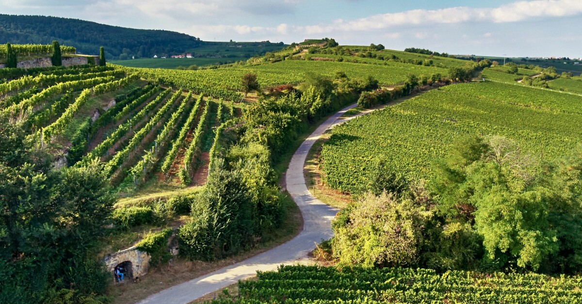 Explore Weingut Pfeffingen – German Winery | Winetourism.com