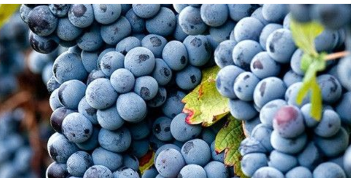 Uncorked Merlot main image 1
