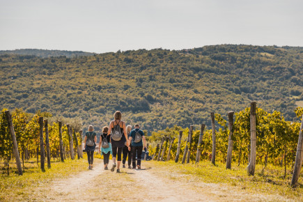 768x290 1774260641 Istria-Wine-Walk