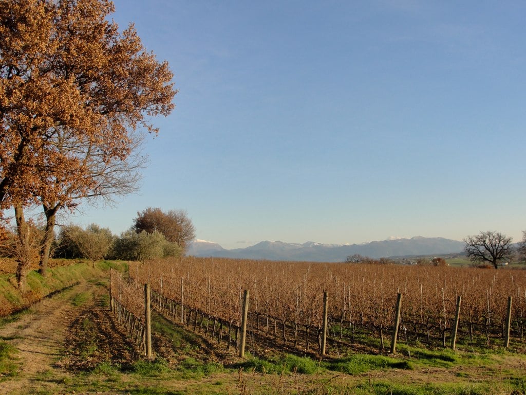Anteprima Sagrantino
