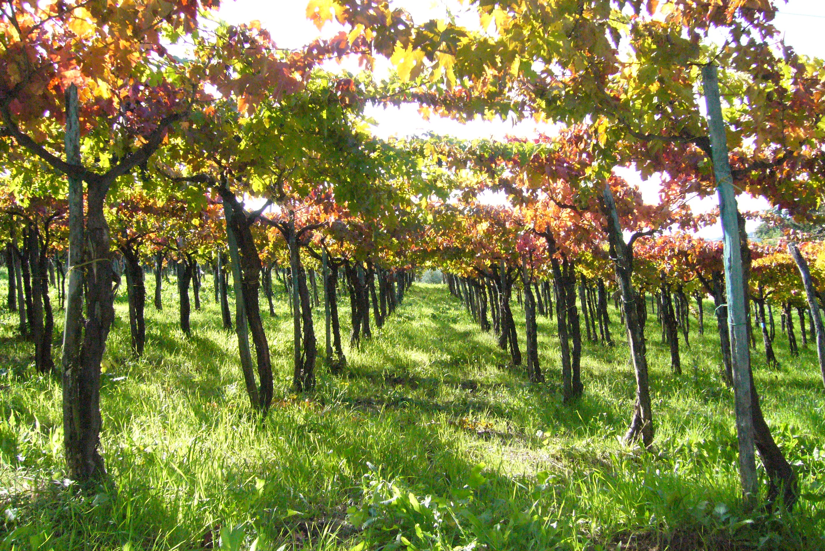 Colline Teatine Wine Festival