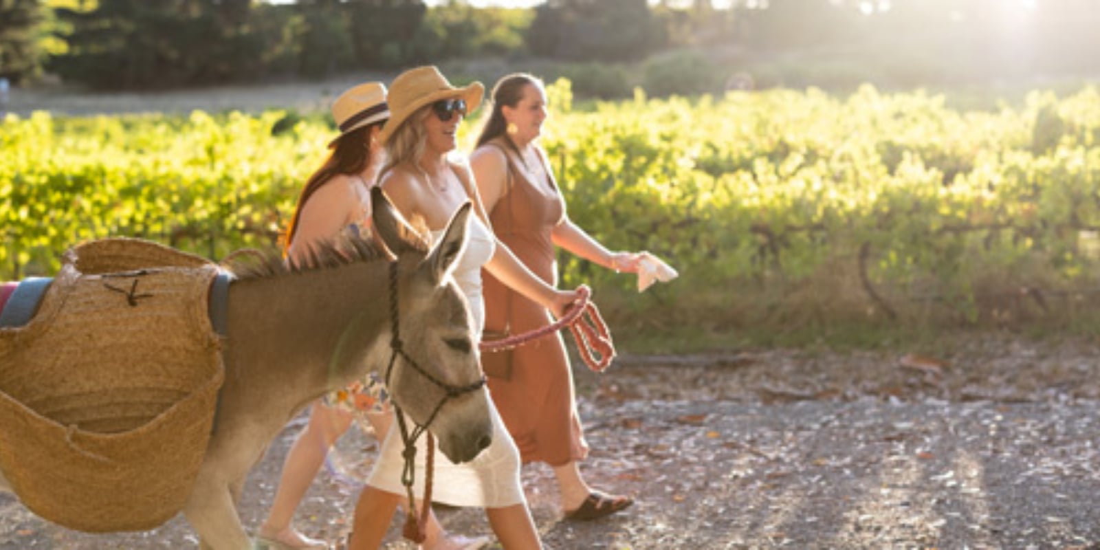 JourneyHomeWines-ADonkey-LedWineAdventure-BMAC0177-250px
