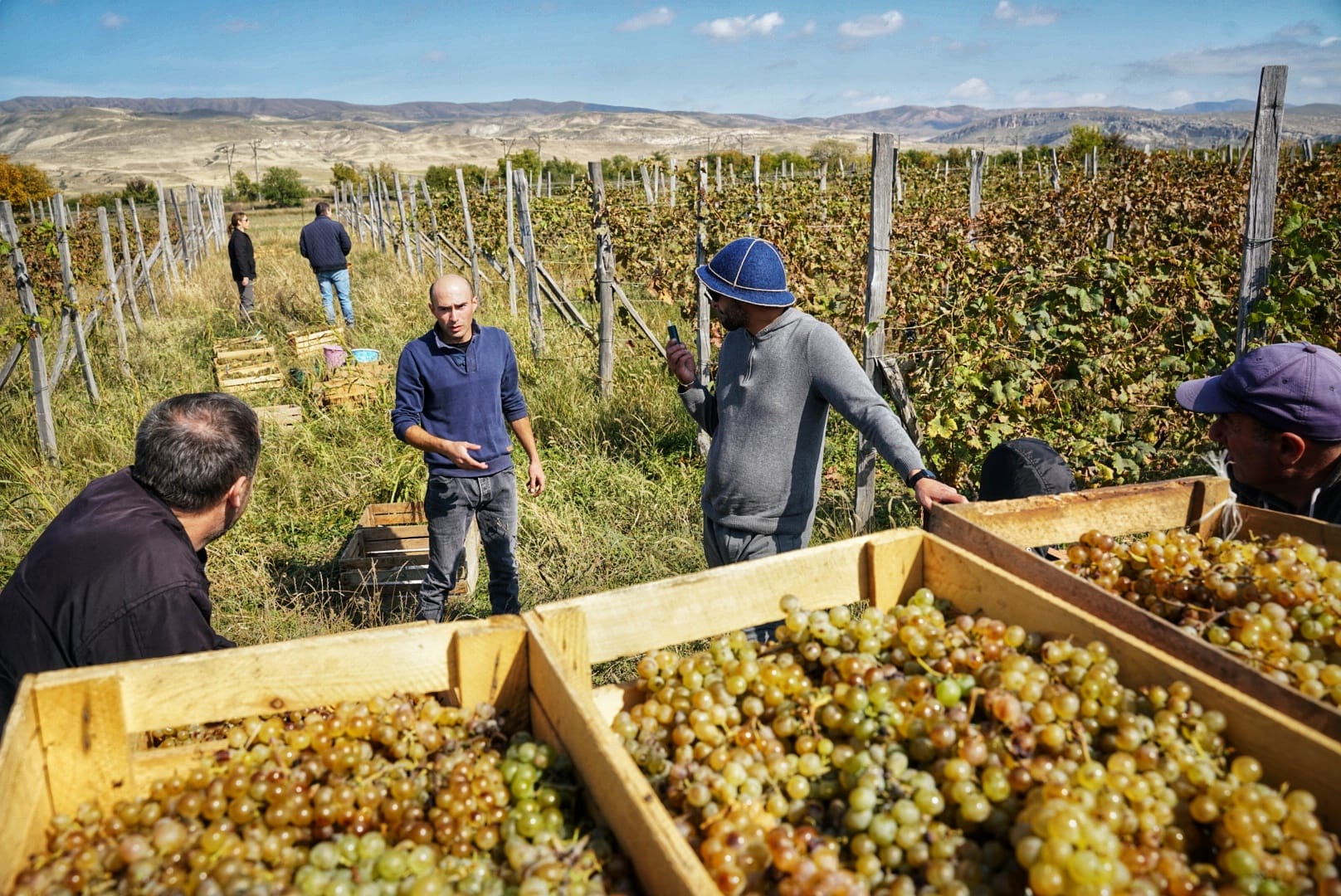Load-grapes-3-Ateni