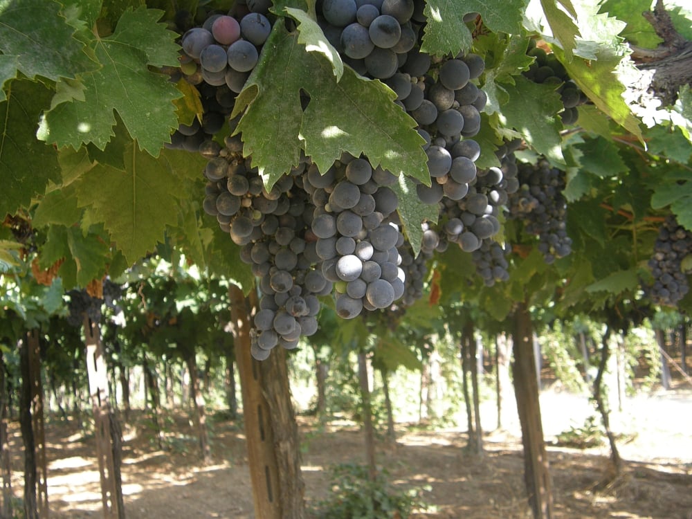 Montepulciano Dabruzzo Festival