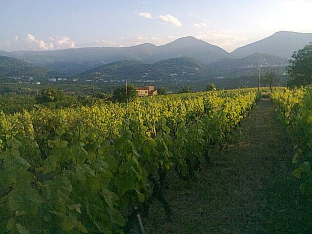 Naoussa Wine Festival