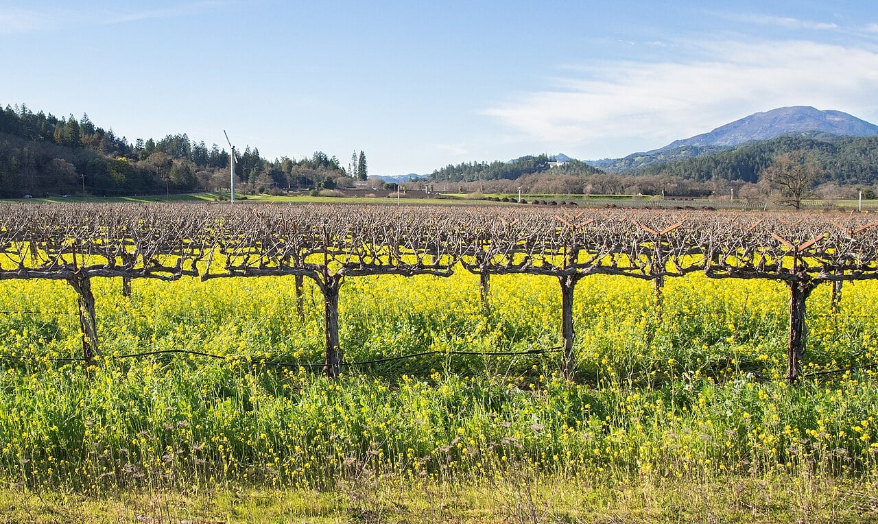 Ojai Wine Festival