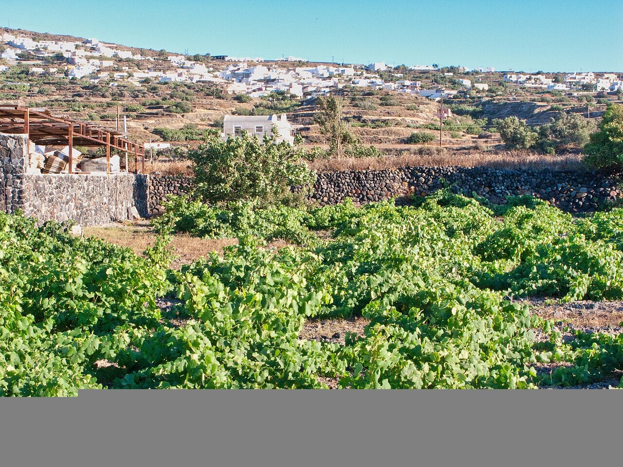 Santorini Wine Harvest Festival