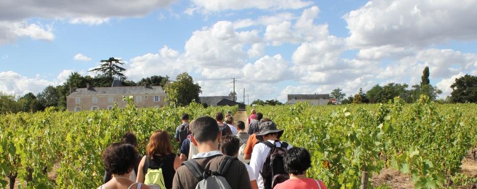 Vignes Vins Randos-(c)ANJOU TOURISME-1721-AnjouTourisme