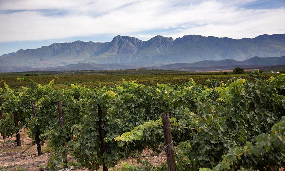 Wacky-Wine-Mountains-1x6