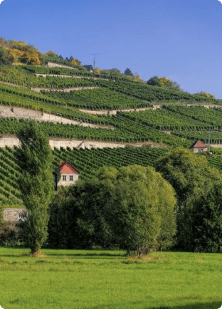 Bodega Fürstenzellerhof: donde se unen la historia, la hospitalidad y la tradición austriaca