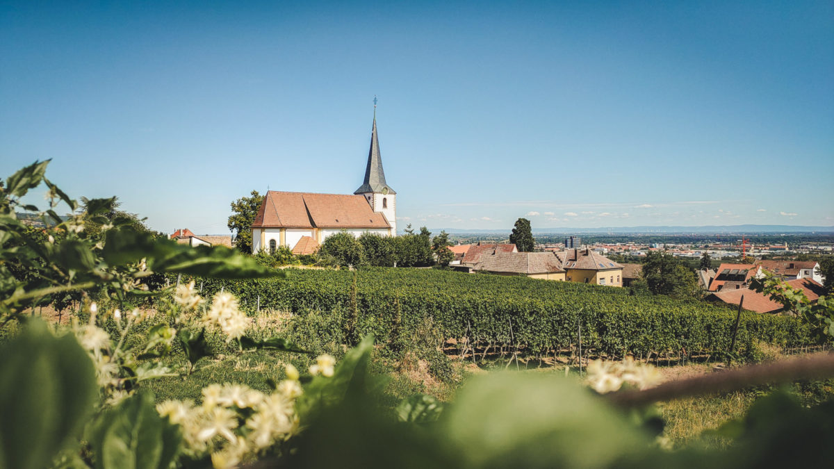 Weingut Georg Naegele Winery In Pfalz Winetourism Com 